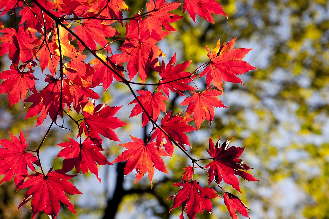 筑波山の紅葉を楽しむためのケーブルカーの利用法は？