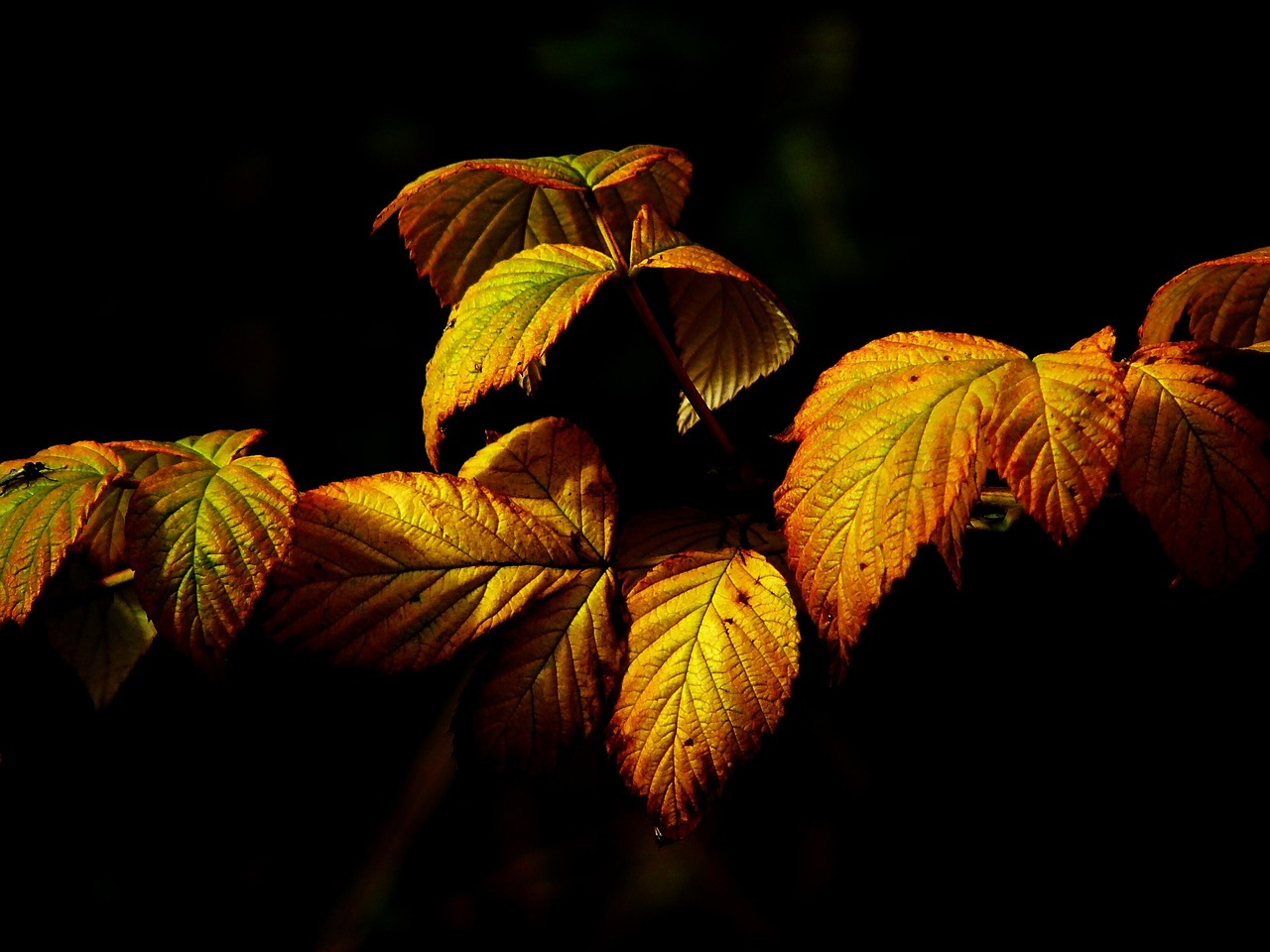 紅葉の豆知識を知って秋をもっと楽しむ方法は？