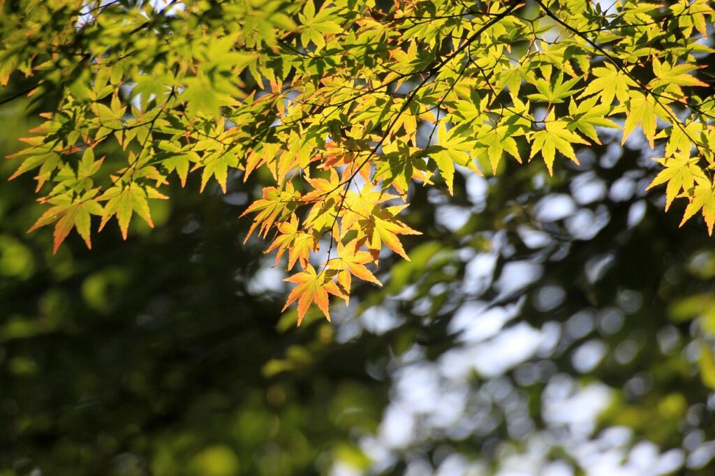 もみじとカエデの違いはどこにあるのか？