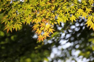 もみじとカエデの違いはどこにあるのか？