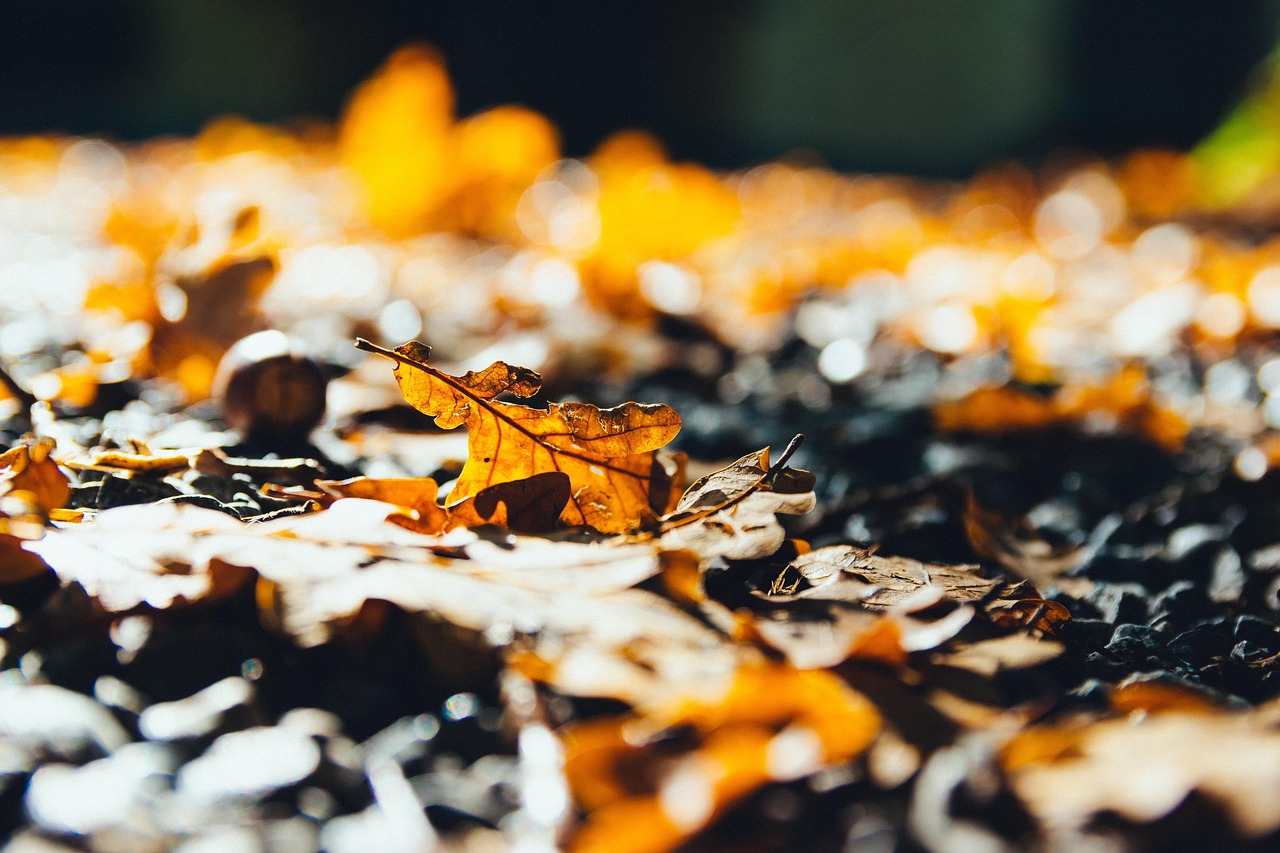 ドウダンツツジの紅葉が美しい名所はどこですか？