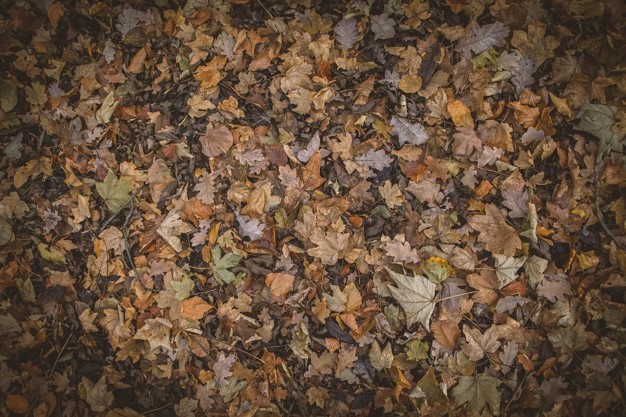 夜の紅葉デートにぴったりな関東のスポットは？