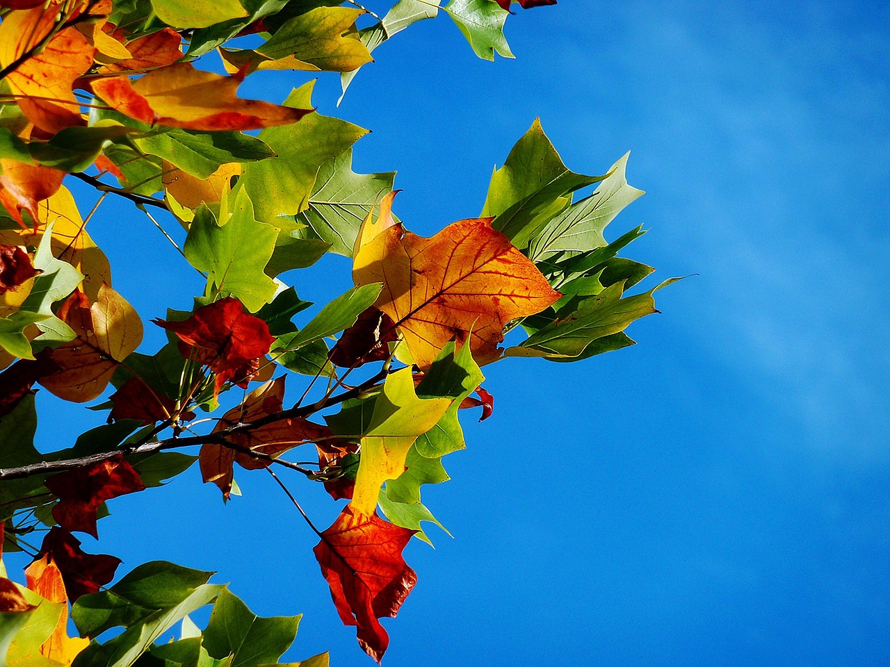 御朱印を楽しむ関東の紅葉スポットはどこ？