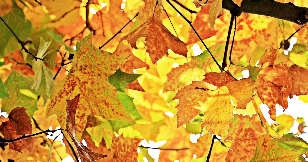 暖かい秋の紅葉はいつ色づき始めるの？