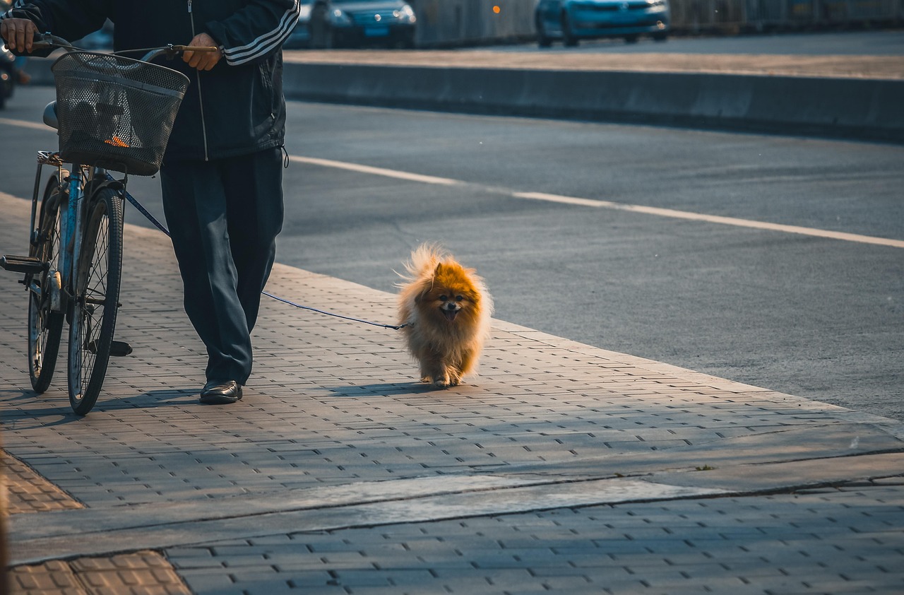 犬連れで楽しむ関東の紅葉スポットはどこ？