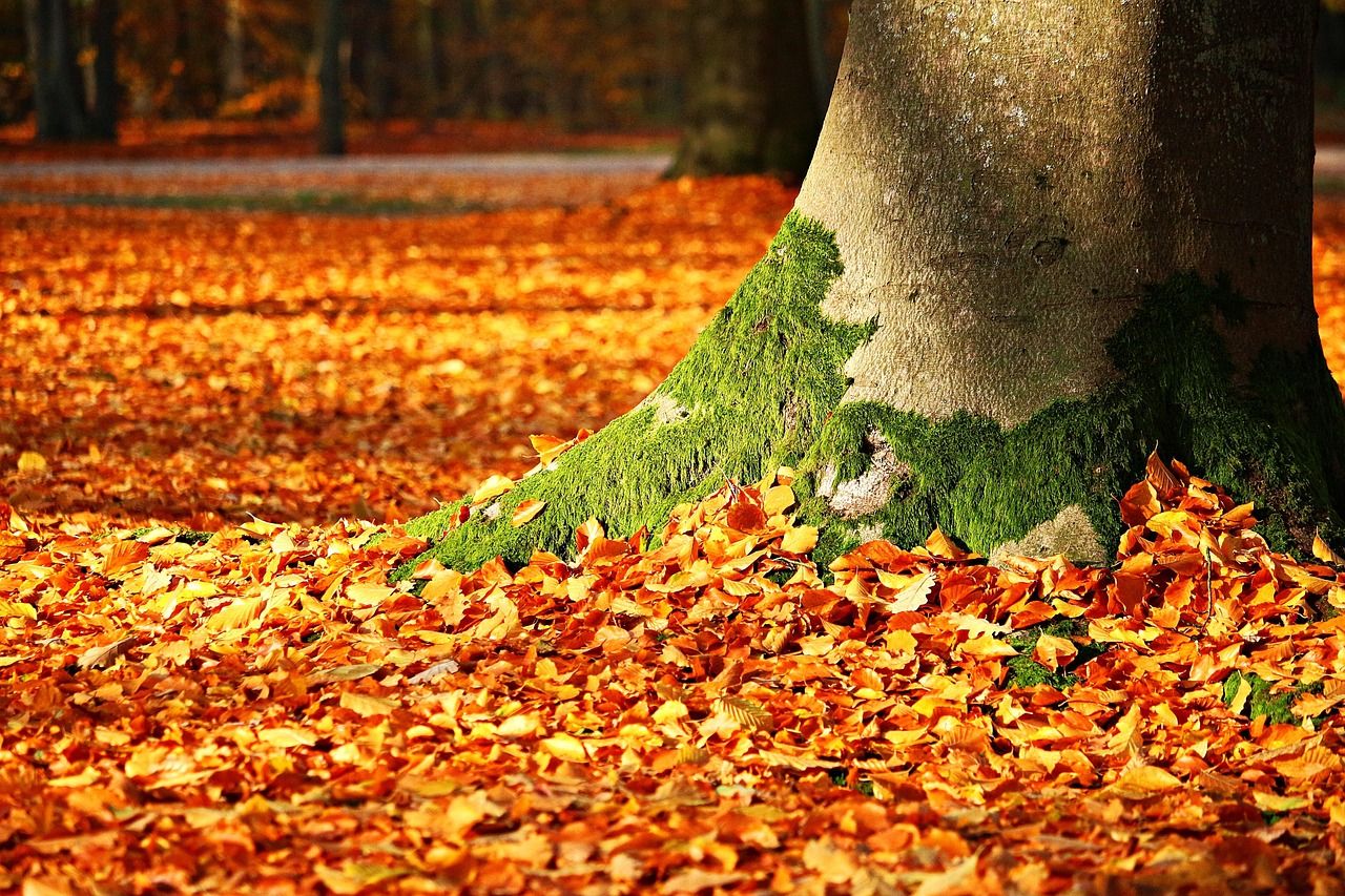 紅葉の絨毯はいつ頃見ることができるの？