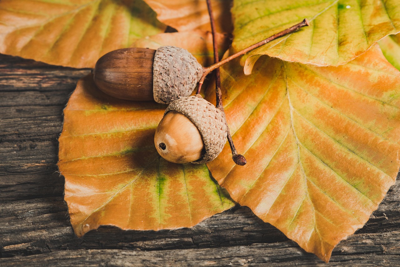関東で楽しめる無料の紅葉スポットはどこですか？