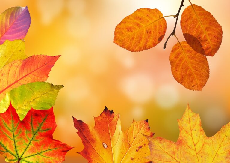 栃木の紅葉を楽しむ穴場スポットはどこ？
