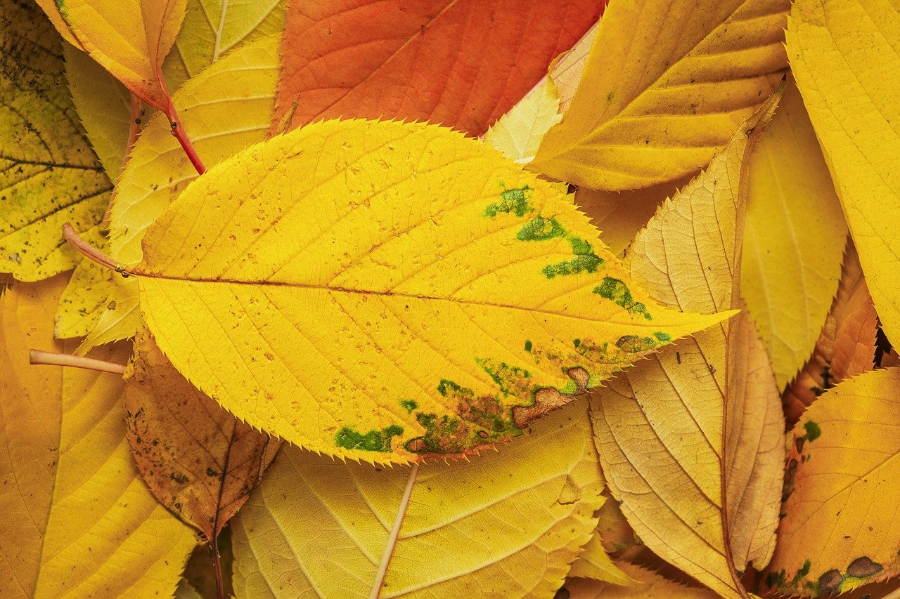 紅葉狩りを楽しむ関東の平日のおすすめスポットは？