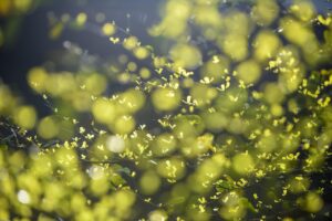 吹割の滝の混雑状況を確認する方法は？