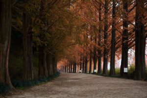 関東でメタセコイアを楽しむおすすめスポットは？