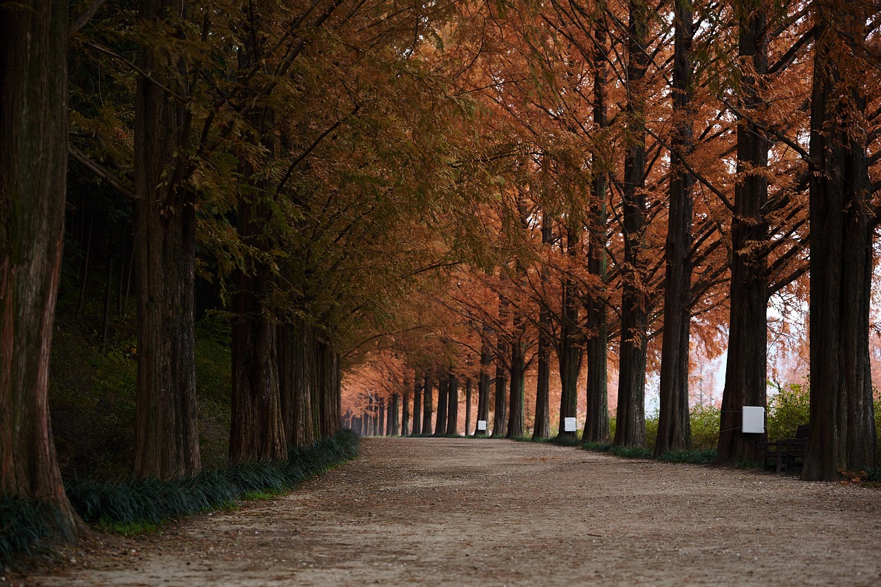 関東でメタセコイアを楽しむおすすめスポットは？