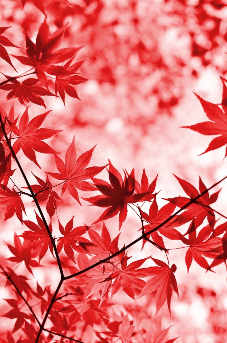 伊香保温泉の紅葉はいつが見頃ですか？
