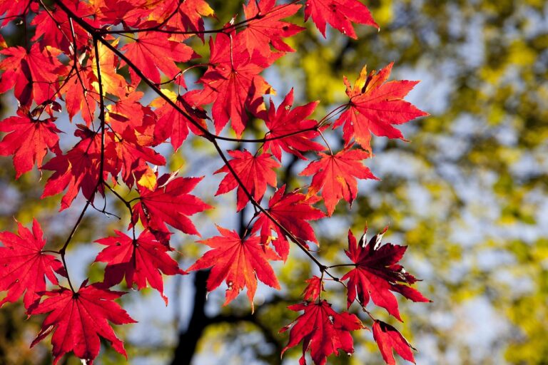 紅葉シーズンにおける雨の影響はどのようなものですか？
