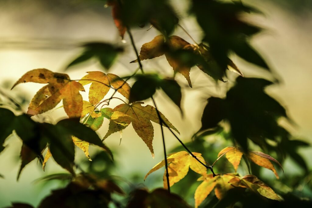 高尾山のもみじ祭りは混雑する？