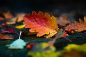 千葉の紅葉を楽しむための混雑回避方法は？