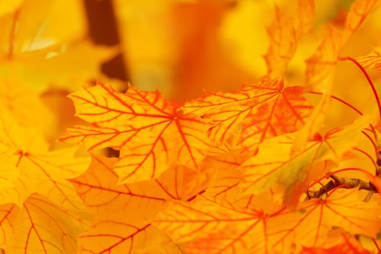 東京の紅葉見頃の時期はいつですか？