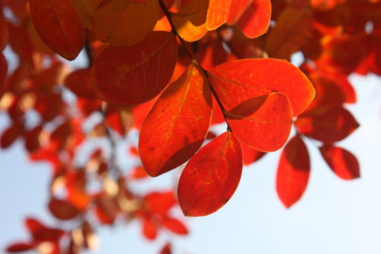 鋸山の紅葉の見頃時期はいつですか？