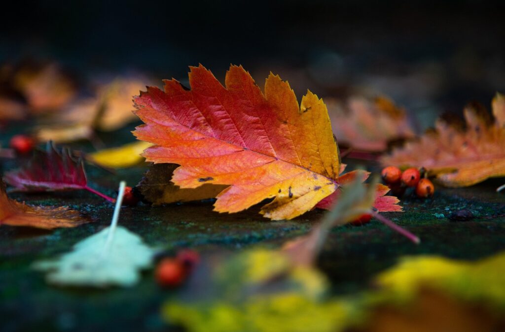 吹割の滝の紅葉を楽しむための混雑回避法は？