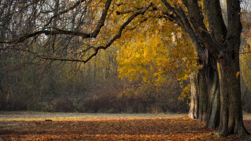 国営ひたち海浜公園で紅葉を撮影するのにおすすめの写真スポットは？