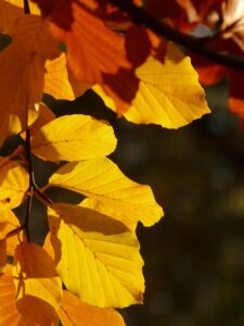 日光で紅葉を楽しむための写真スポットはどこ？