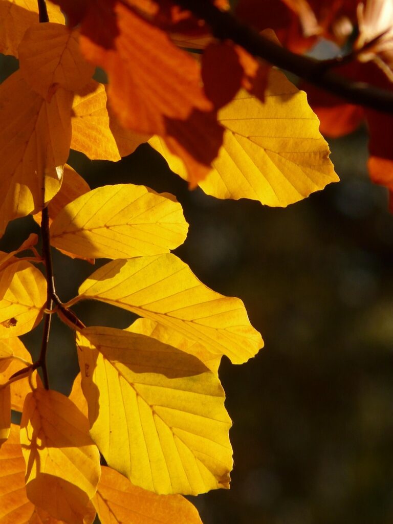 日光で紅葉を楽しむための写真スポットはどこ？