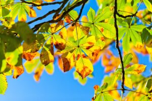 日光の紅葉を楽しむための駐車場情報は？