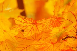 竜頭の滝の紅葉を楽しむための駐車場情報は？