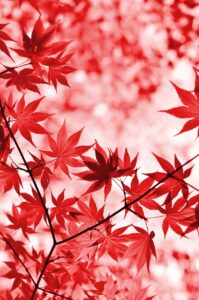 華厳の滝で紅葉を楽しむための写真スポットは？