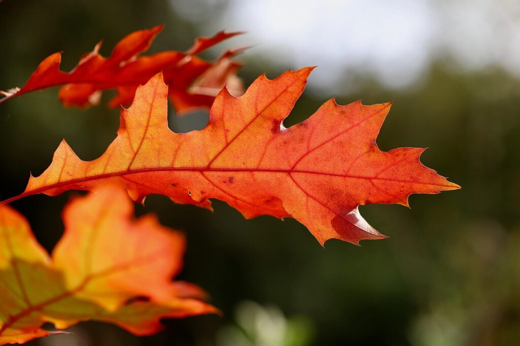 赤城山の紅葉ライトアップを楽しむためのおすすめスポットは？