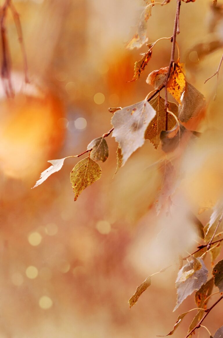 那須の紅葉の見頃時期はいつですか？