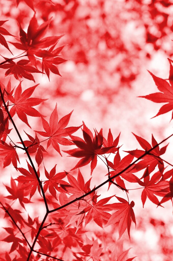 那須の紅葉ライトアップはどこで楽しめる？
