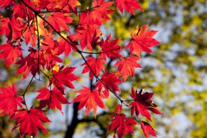 那須岳ロープウェイの紅葉時期の混雑状況はどうなっていますか？