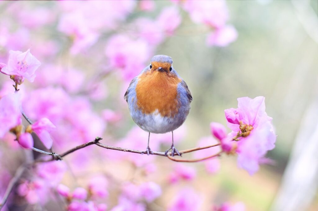 紅葉狩りでスマホを使った写真の撮影コツは？