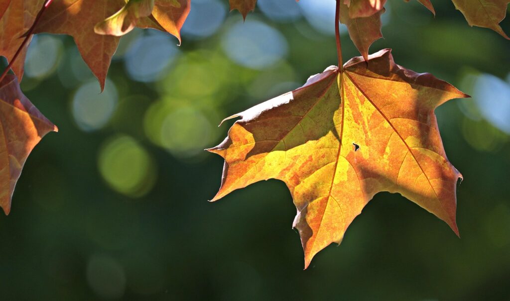 紅葉狩りの色づき進みはいつから始まるのか予測してみました？
