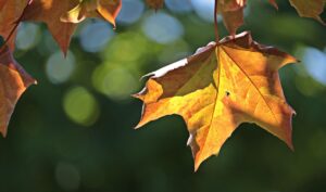 紅葉狩りの色づき進みはいつから始まるのか予測してみました？