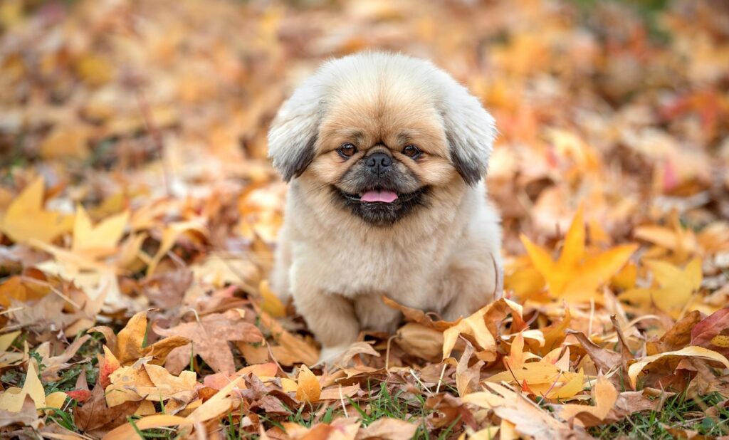 紅葉狩りの人気スポットはどこ？
