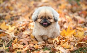 紅葉狩りの人気スポットはどこ？