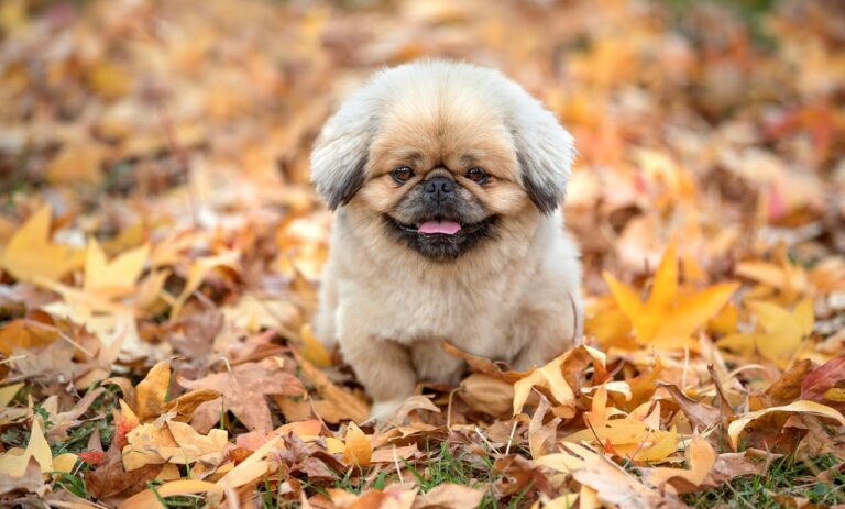紅葉狩りの人気スポットはどこ？