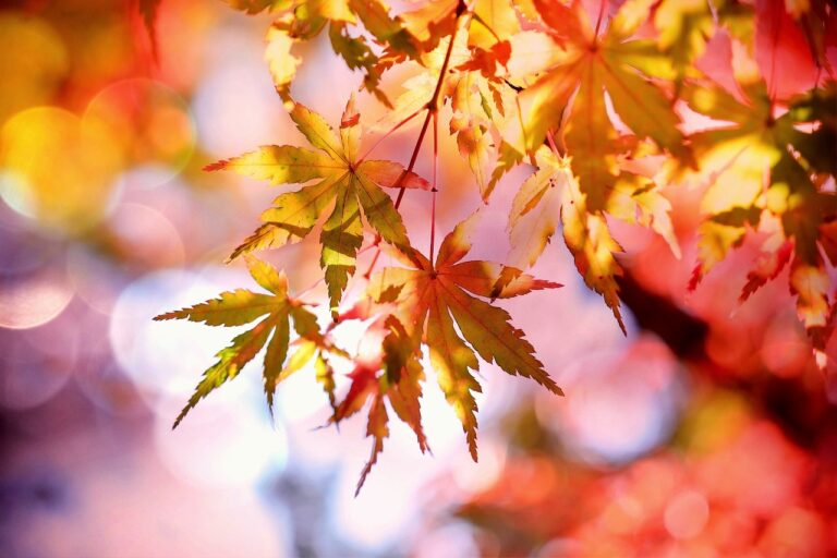 紅葉狩りの風景は最高なの？その魅力と楽しみ方を徹底解説！