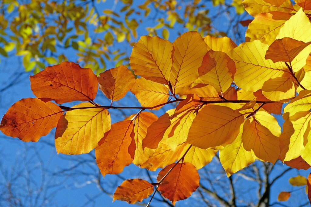 紅葉狩りを楽しむための安いプランはどれがベスト？
