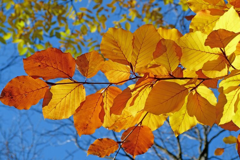 紅葉狩りを楽しむための安いプランはどれがベスト？