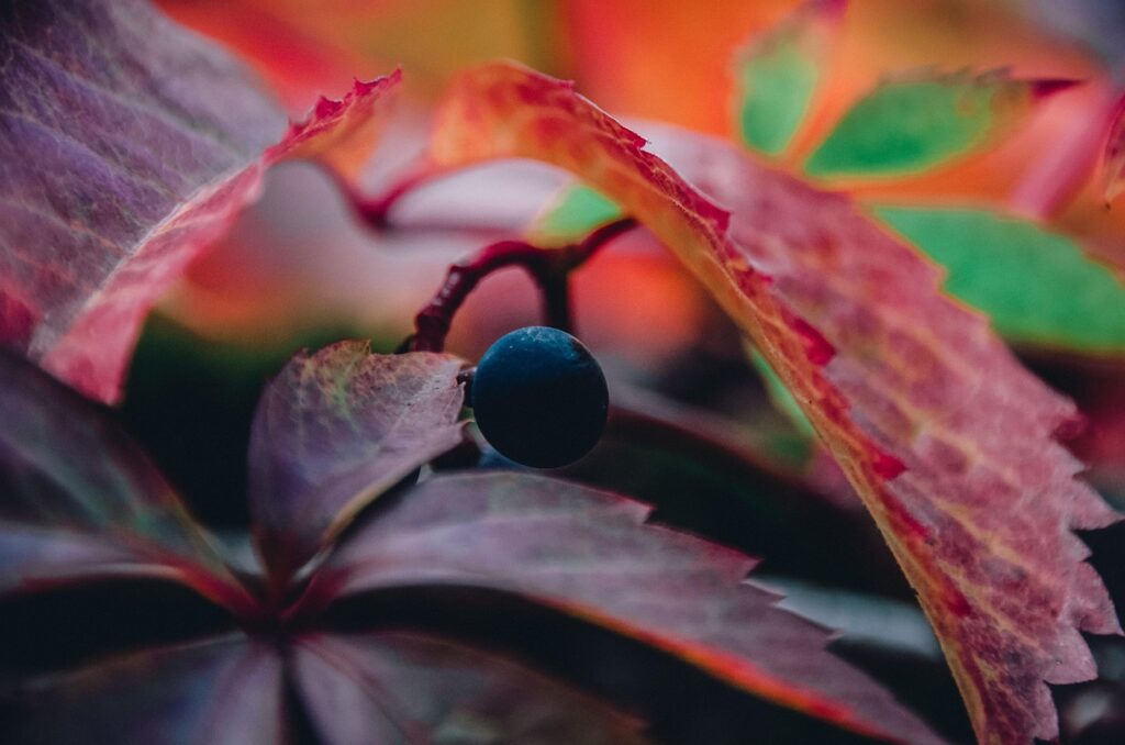 三溪園の紅葉の見頃時期はいつですか？