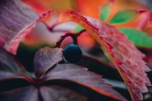三溪園の紅葉の見頃時期はいつですか？