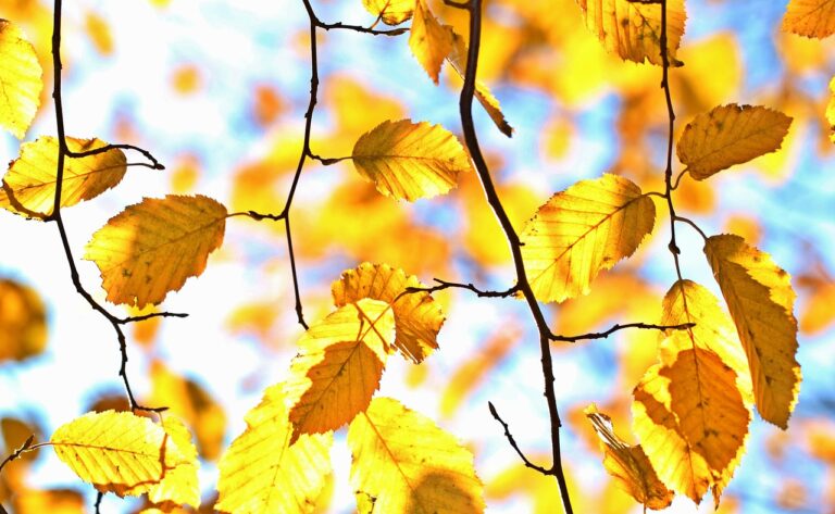 箱根は10月に混雑するのか？