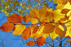 紅葉狩りに最適なおすすめ旅行プランは？