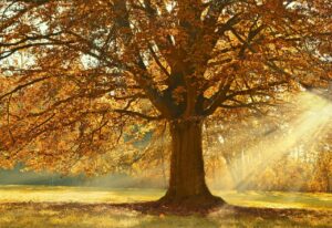 紅葉狩りに最適な公園はどこ？おすすめスポットを徹底解説！