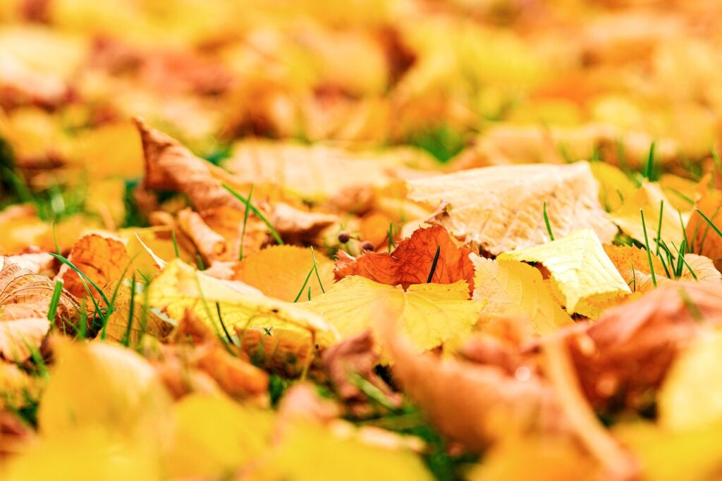 紅葉狩りの季節はいつ？おすすめスポットを徹底解説！