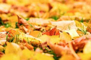 紅葉狩りの季節はいつ？おすすめスポットを徹底解説！