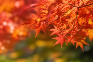 紅葉狩りに最適なおすすめアプリはどれ？
